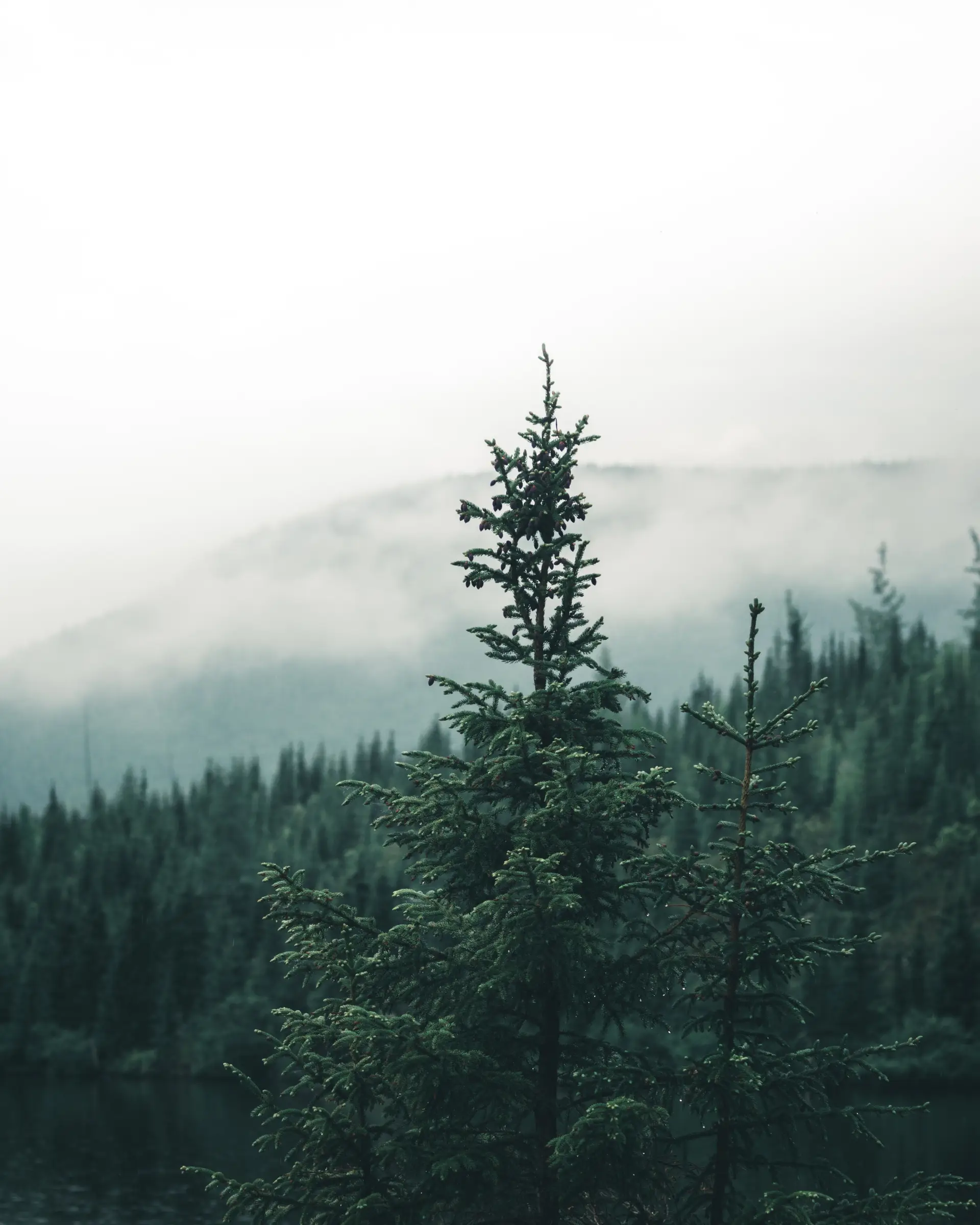 Misty Canadian evergreen forest at dawn