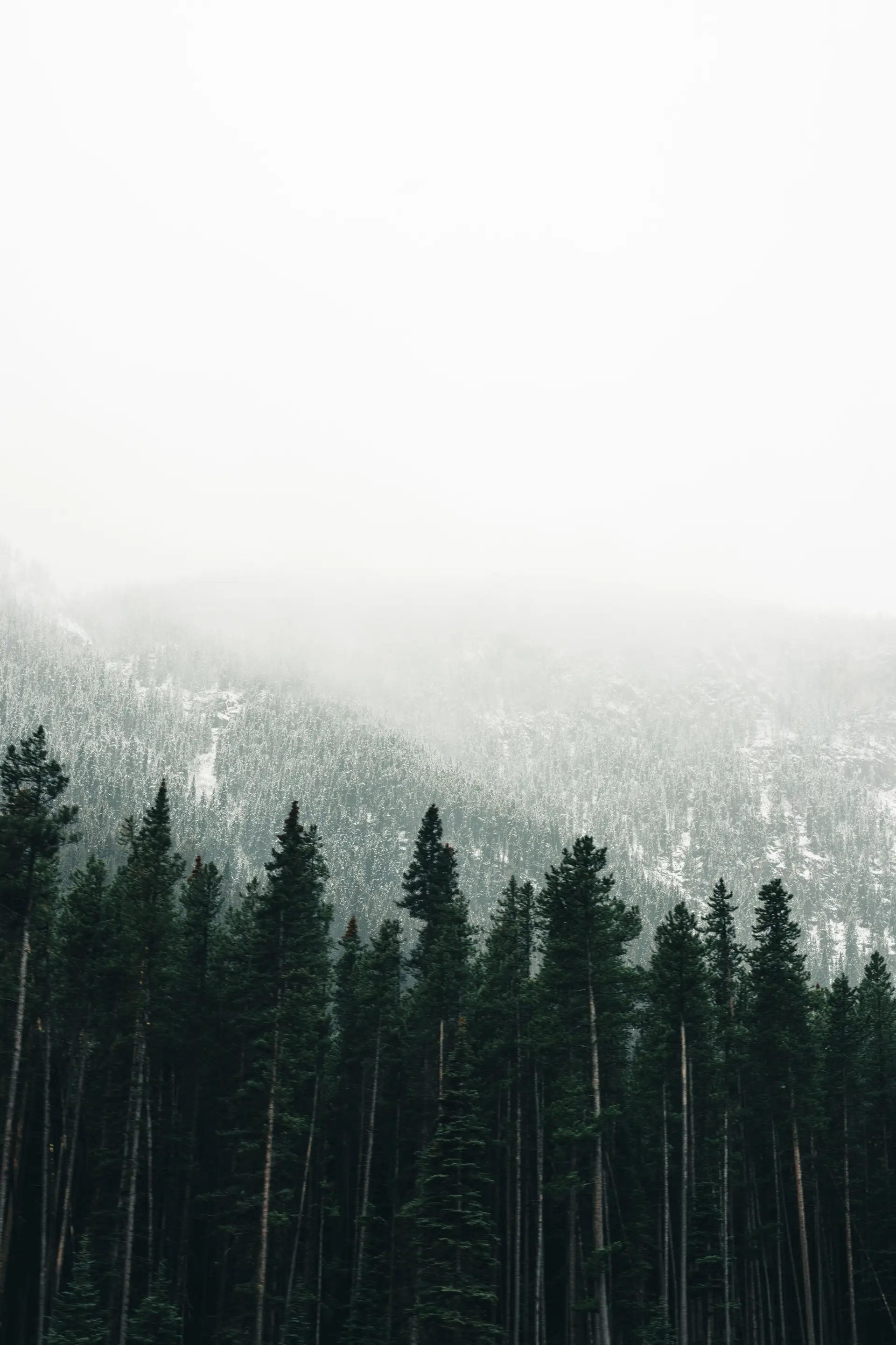 Fog between evergreen trees in a Canadian forest