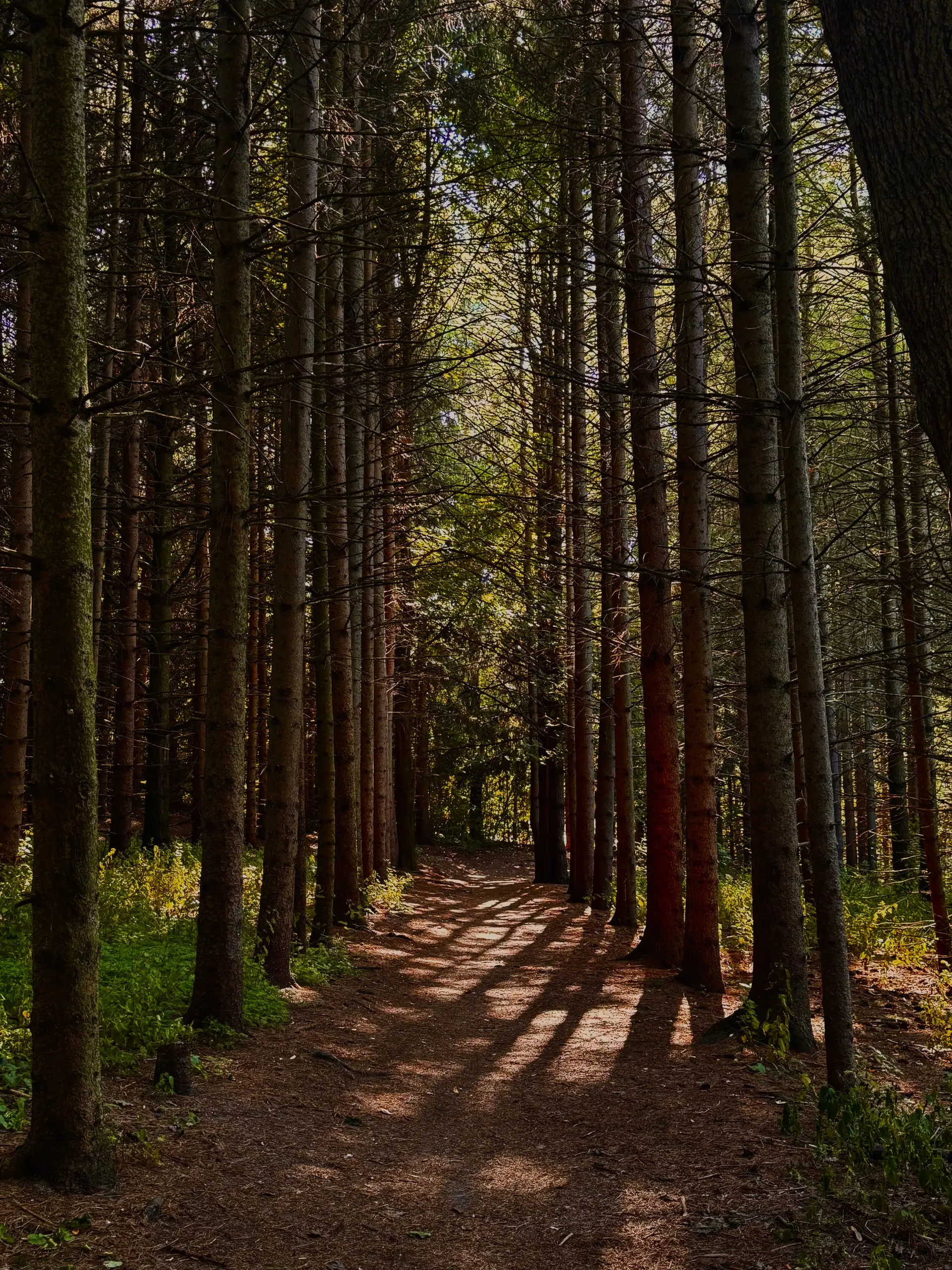 Sunlight moving through tall evergreen trees