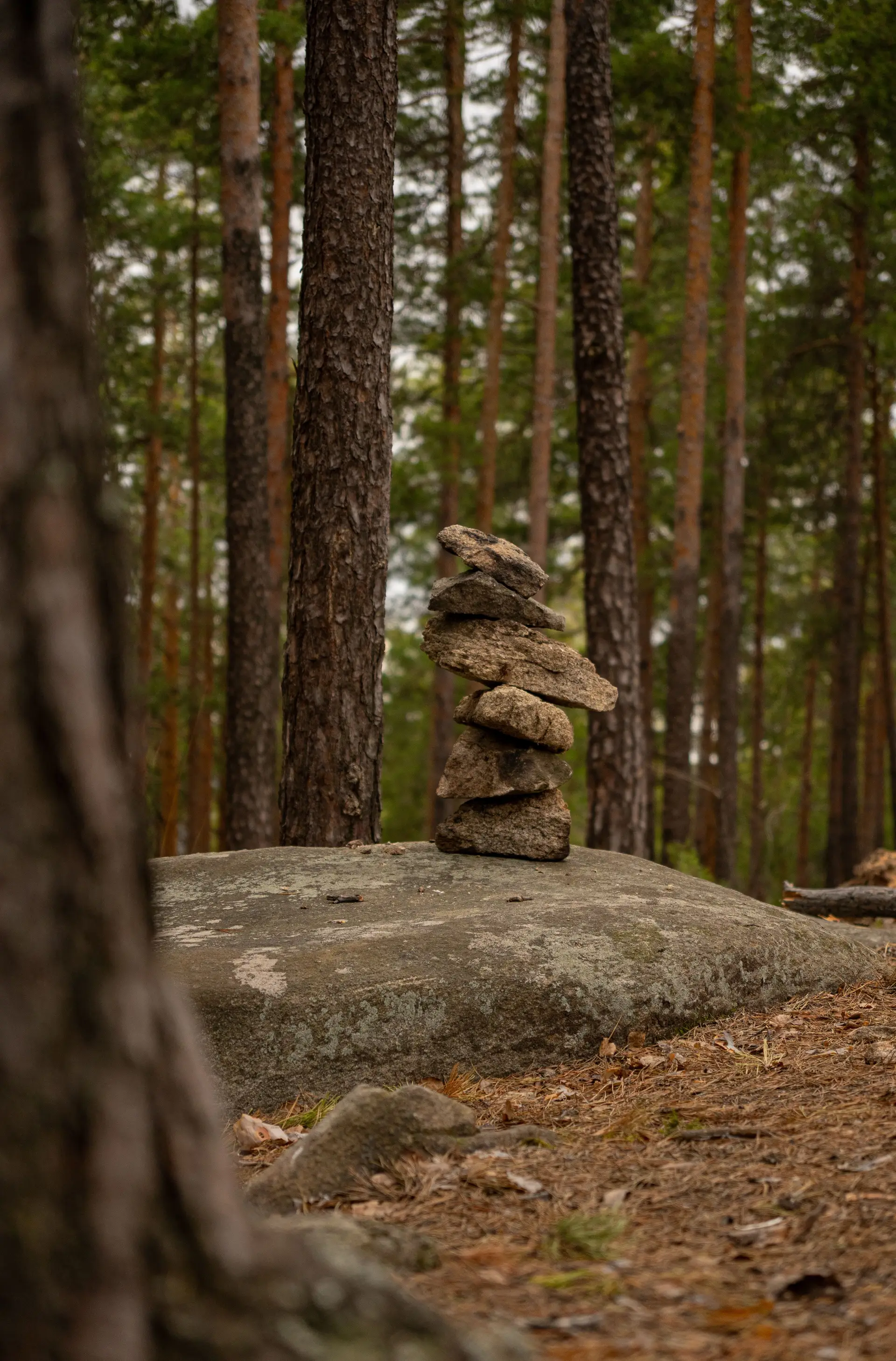 Balanced stone cairn in a pine forest